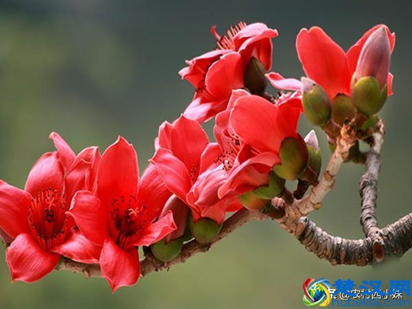 木棉花的花语是什么，木棉花主要分布在哪？