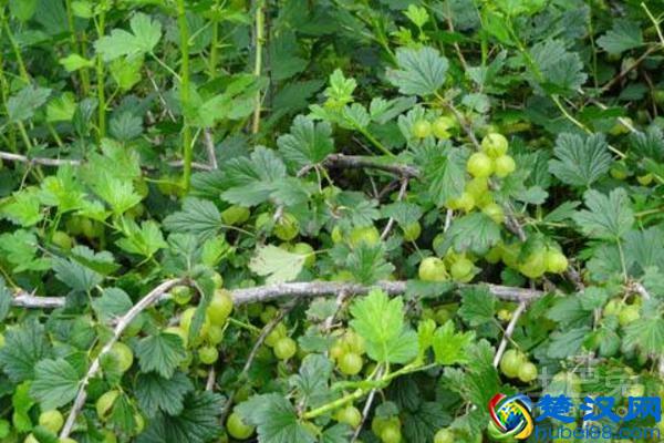 灯笼果全国各地均可种植，那灯笼果的栽培技术是怎样的