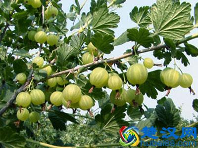 灯笼果全国各地均可种植，那灯笼果的栽培技术是怎样的