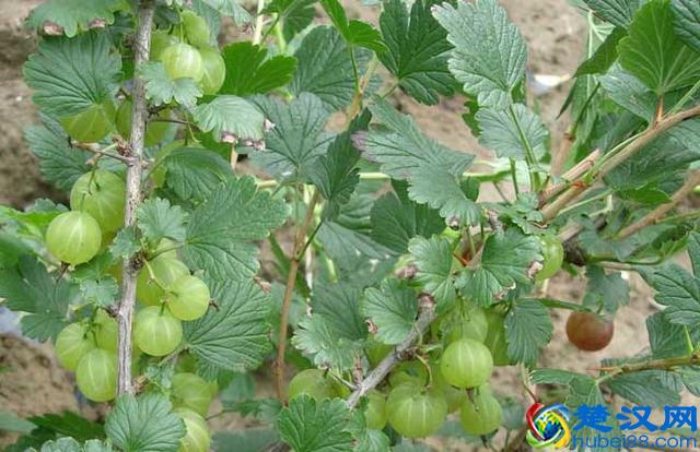 灯笼果全国各地均可种植，那灯笼果的栽培技术是怎样的