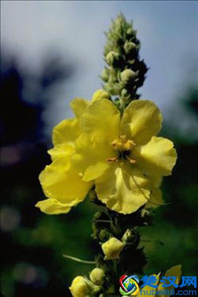 玄参的作用与功效 食用玄参要掌握正确方法