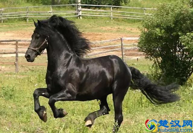 「转载」世界著名的马种都有哪些？