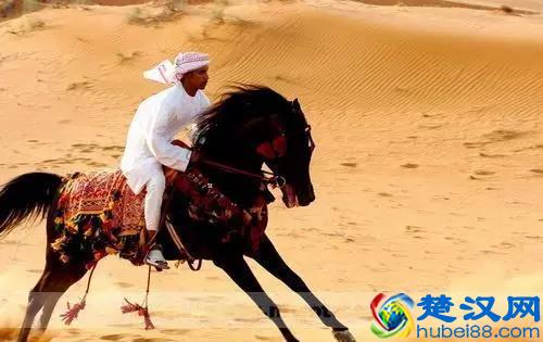 「转载」世界著名的马种都有哪些？