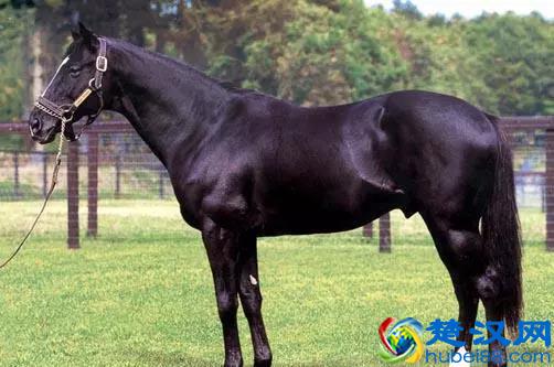 「转载」世界著名的马种都有哪些？