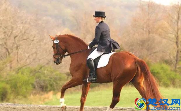 「转载」世界著名的马种都有哪些？