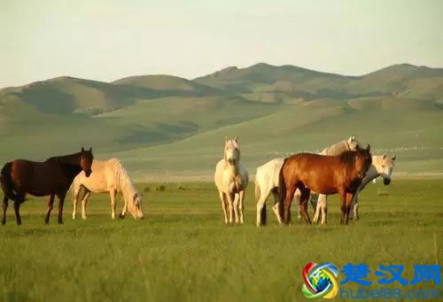 「转载」世界著名的马种都有哪些？