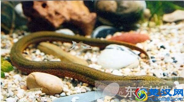 黄鳝鱼的六大家常做法，流口水的季节，你被馋到了吗？