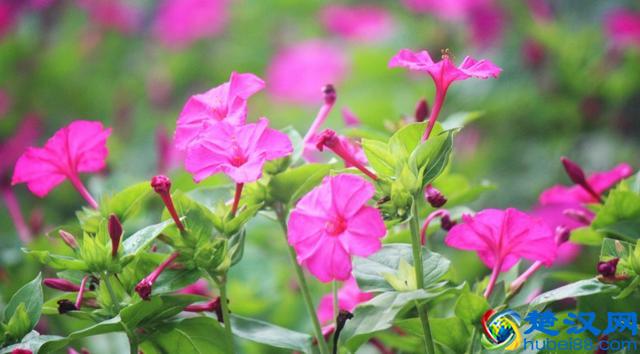 夜来香的栽种方法！