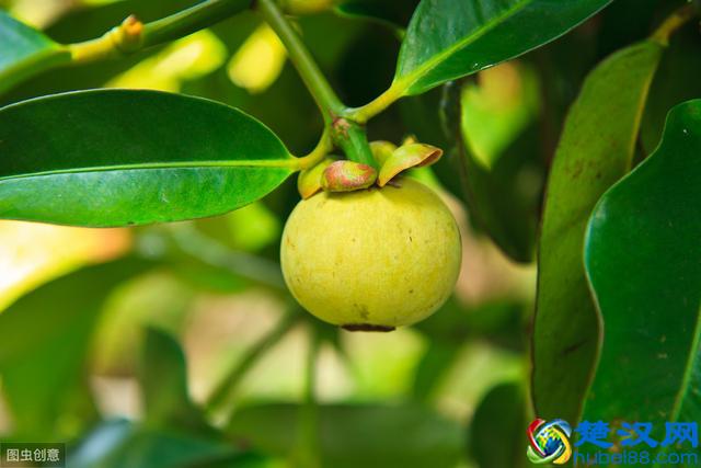 罗汉果泡水喝有什么功效？看医生怎么说