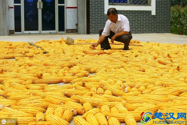 农业产业化经营的组织模式