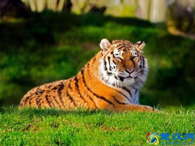 在自然界当中老虎最具怕什么呢？专家给出答案！