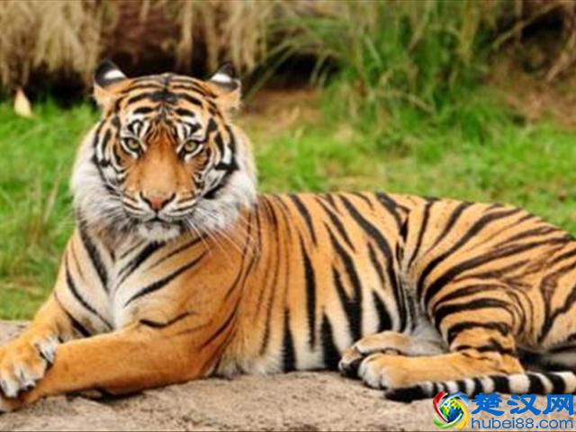 在自然界当中老虎最具怕什么呢？专家给出答案！