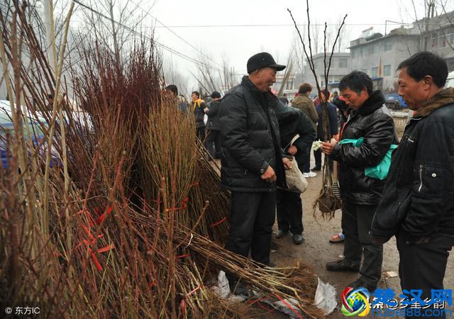 在农村种植苗木最有前景，但不是谁种都行，关键要具备这几个条件