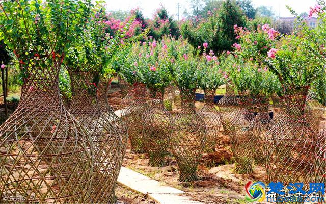 在农村种植苗木最有前景，但不是谁种都行，关键要具备这几个条件