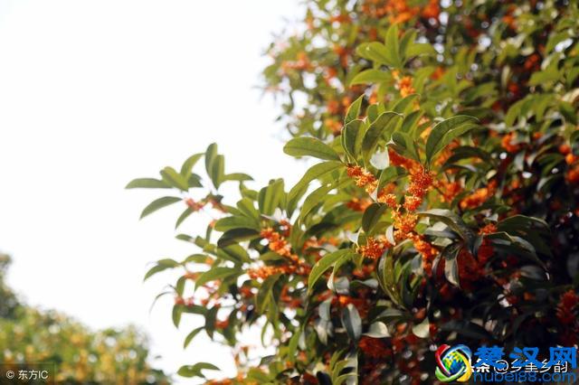 在农村种植苗木最有前景，但不是谁种都行，关键要具备这几个条件