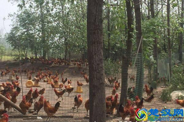 2019年在农村适合养殖什么 五大好前景养殖项目推荐！