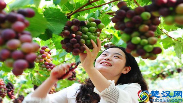 农村这两个特色产业，3年内将会崛起，抓住机遇会发展的好