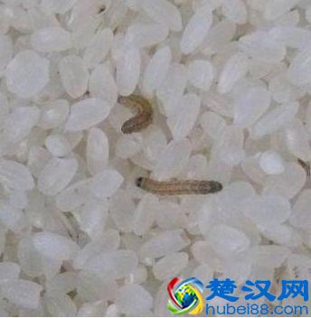 大米生虫怎么办？小小妙招来解决 放半年都不长虫，值得收藏