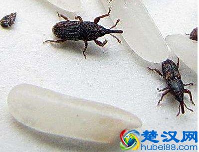 大米生虫怎么办？小小妙招来解决 放半年都不长虫，值得收藏