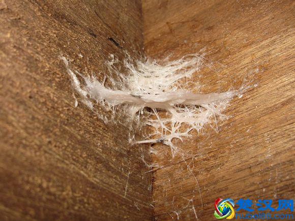 燕窝是怎么形成的，图解燕窝形成过程（高清图欣赏）