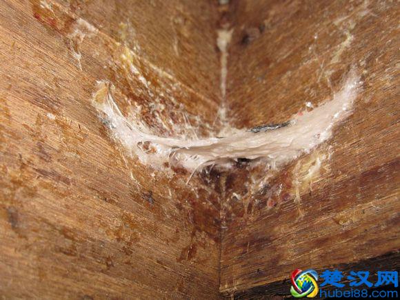 燕窝是怎么形成的，图解燕窝形成过程（高清图欣赏）