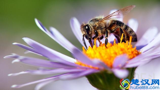 食品饮料行业的未来：无名英雄、超级食物…未来农业已来（下）