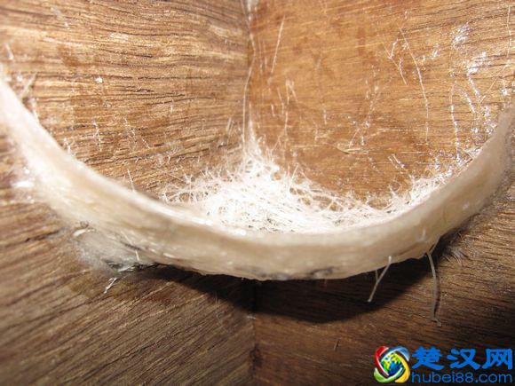 燕窝是怎么形成的，图解燕窝形成过程（高清图欣赏）