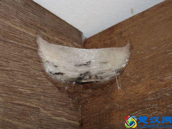 燕窝是怎么形成的，图解燕窝形成过程（高清图欣赏）