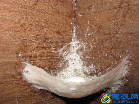 燕窝是怎么形成的，图解燕窝形成过程（高清图欣赏）