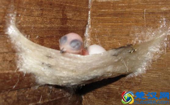 燕窝是怎么形成的，图解燕窝形成过程（高清图欣赏）