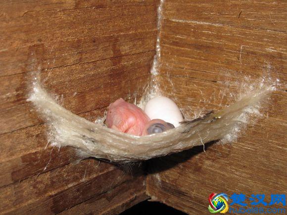 燕窝是怎么形成的，图解燕窝形成过程（高清图欣赏）