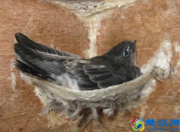 燕窝是怎么形成的，图解燕窝形成过程（高清图欣赏）