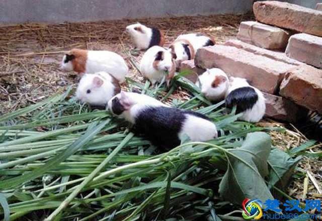 2019农村最具发展前景的3个项目，年收入“五十万”，个个暴利