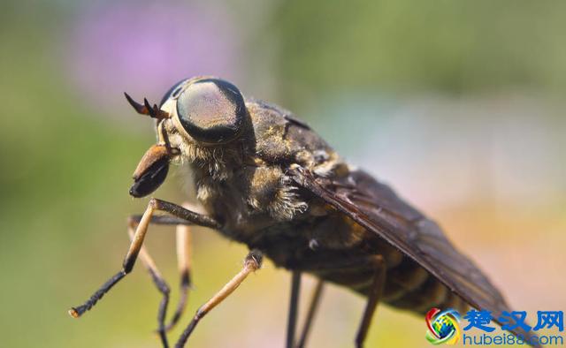 农村咬人的牛虻，还有这些作用！