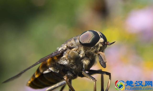 农村咬人的牛虻，还有这些作用！
