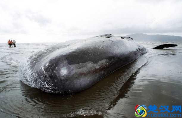 海边为什么总出现搁浅的鲸鱼，科学家说出原因，让人痛心不已