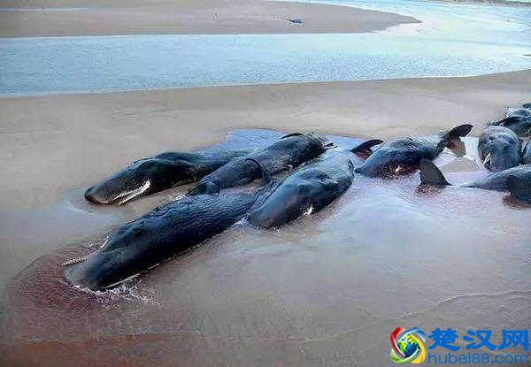 海边为什么总出现搁浅的鲸鱼，科学家说出原因，让人痛心不已
