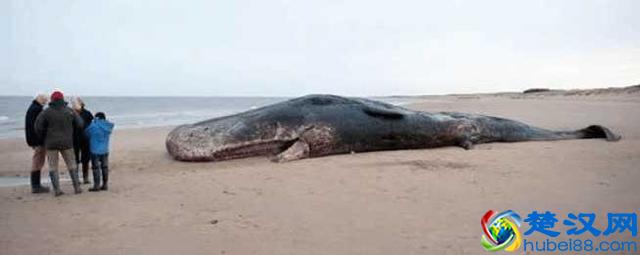 海边为什么总出现搁浅的鲸鱼，科学家说出原因，让人痛心不已