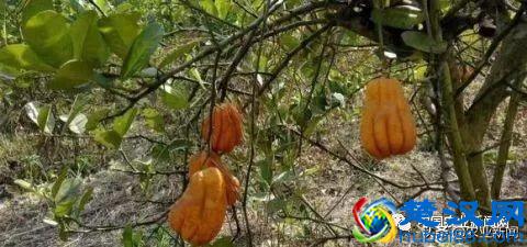 农民利用农村荒山致富，种它100亩地1年挣200万，方法曝光