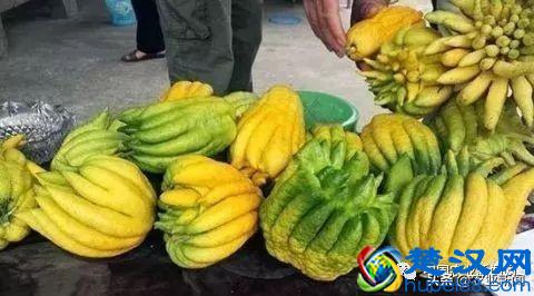 农民利用农村荒山致富，种它100亩地1年挣200万，方法曝光