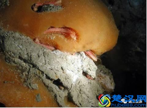 解读大热的可燃冰（1）：可燃冰是什么？它是怎么形成的？