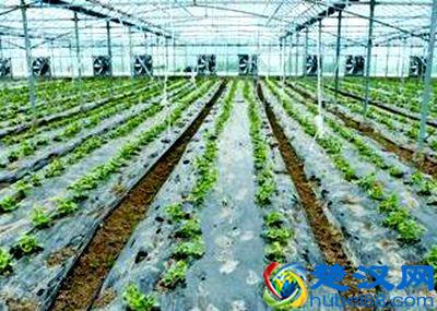 在农村2019种植什么可以赚钱？15大种植项目推荐