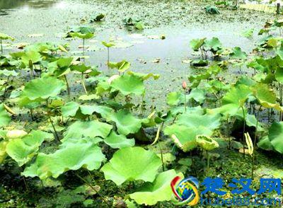 在农村2019种植什么可以赚钱？15大种植项目推荐