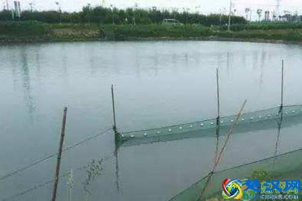 2019年在农村适合养殖什么 五大好前景养殖项目推荐！