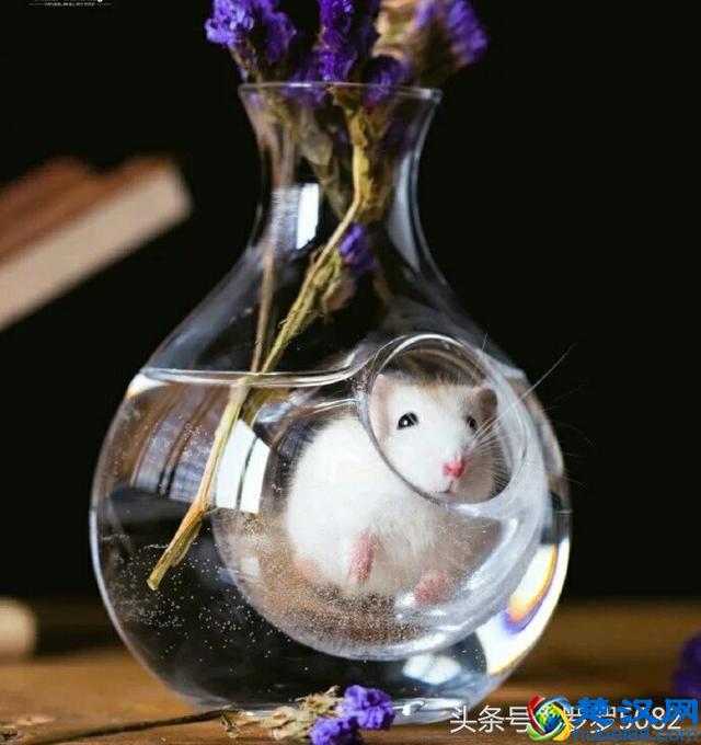 小仓鼠因为过胖被卡在了降温壶中了，真是太萌可爱了