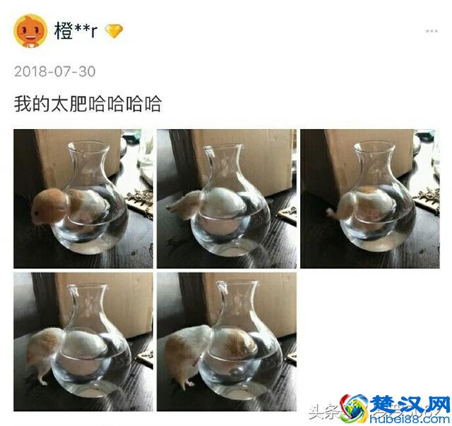 小仓鼠因为过胖被卡在了降温壶中了，真是太萌可爱了
