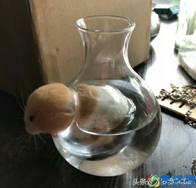 小仓鼠因为过胖被卡在了降温壶中了，真是太萌可爱了