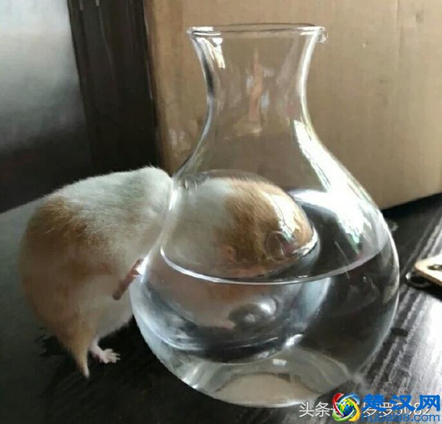 小仓鼠因为过胖被卡在了降温壶中了，真是太萌可爱了