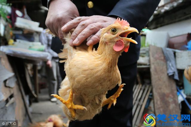 为什么农民如果发现家里的母鸡学公鸡叫，就会把母鸡杀掉呢？