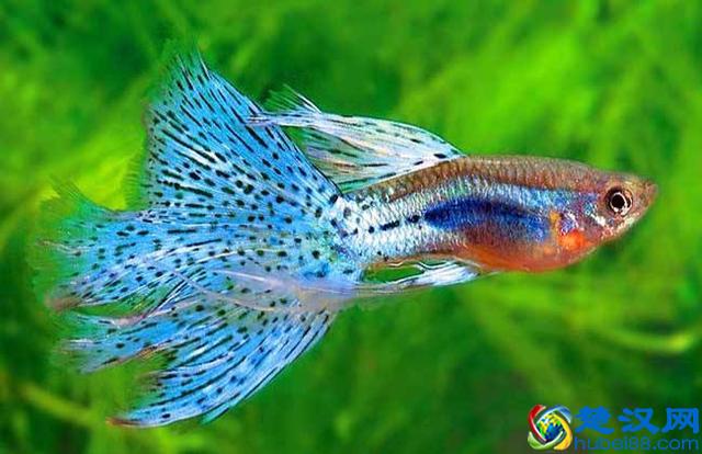 饲养有小热带鱼的鱼缸里，可以放清道夫鱼吗？